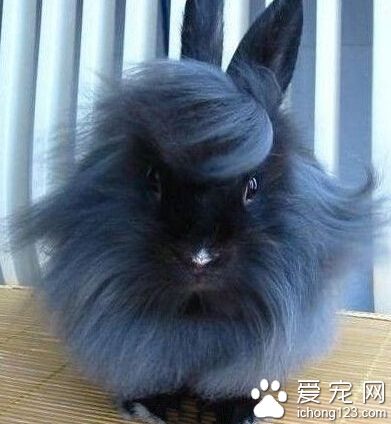  爷不是张飞！爷不是李逵！爷就长这么奔放！爷！是！兔！子 ！