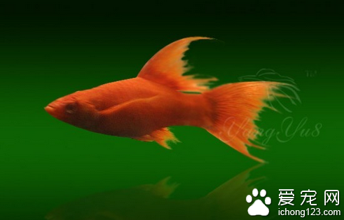 玛丽鱼价格 购买玛丽鱼的几个关键事项