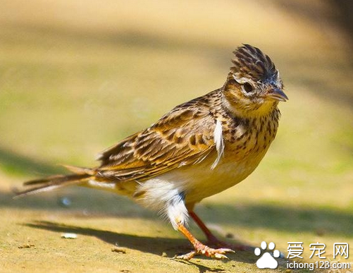 百灵鸟怎么养  百灵鸟喜欢吃稻子和种子