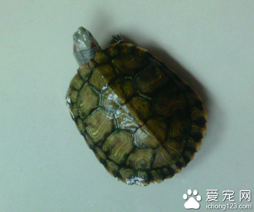 巴西龟腐甲病 带你了解巴西龟的腐甲病