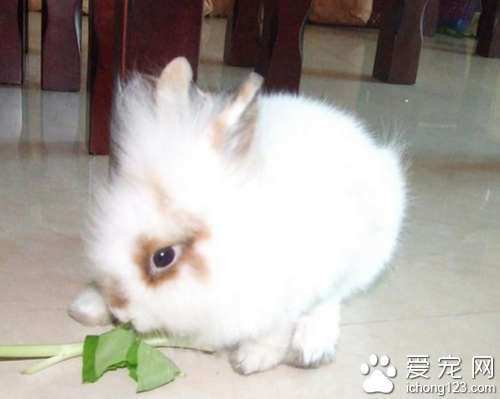 泽西长毛兔怎么养 饲养时要注意以下几点
