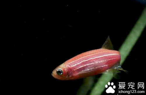 红斑马鱼怎么养 饲养是要注意水质情况