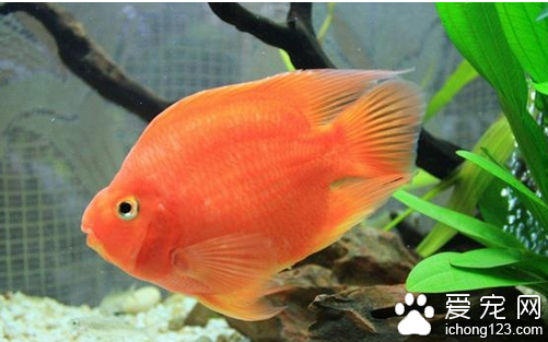 鹦鹉鱼常见病  鹦鹉鱼常见病有以下几点