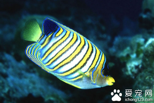 鱼生病了怎么办  鱼生病了有那些具体症状