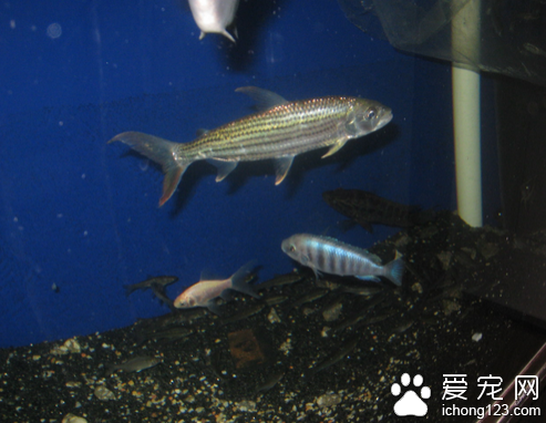 黄金猛鱼怎么养 饲养时应该注意以下几点