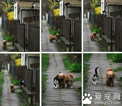 每天在同样的时候，他去她家门外等他..她出现....然后他们一起去散步。