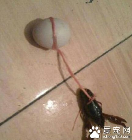 这就是传说中的瞎扯淡（虾扯蛋）！！！