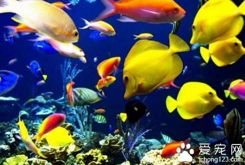 热带鱼怎么饲养 要时刻注意水质水温情况