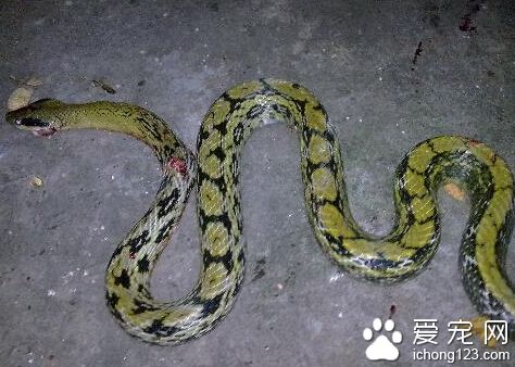 蛇的种类 全世界约有3000种而毒蛇约占1/6