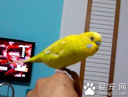 虎皮鹦鹉说话  首先要选择亚成的雄性鹦鹉