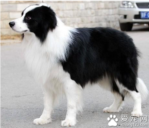 边境牧羊犬好养么  饲养不是很难