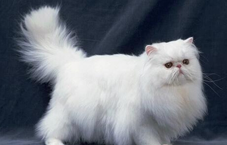 波斯猫的眼睛 两只眼睛的颜色完全相同