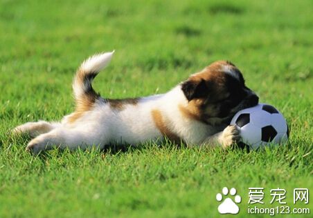 被狗狗咬了没出血 务必及早注射狂犬疫苗