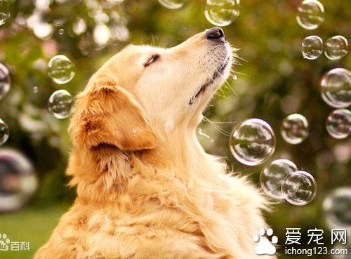 怎么教狗狗大小便 训练狗狗大小便