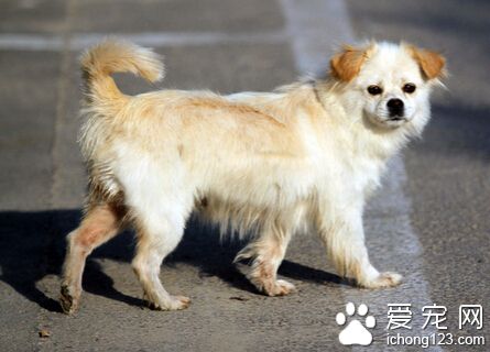 小狗拉稀 先判定狗狗拉稀是否疾病引起的