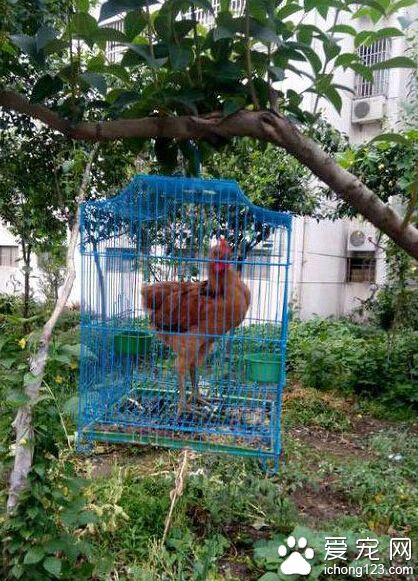 楼下的大爷你的鸟是不是大了点