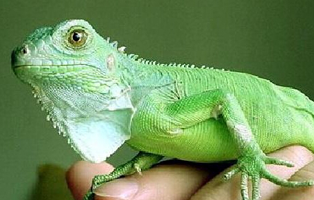 宠物蜥蜴种类 巨蜥科是现今最大的蜥蜴