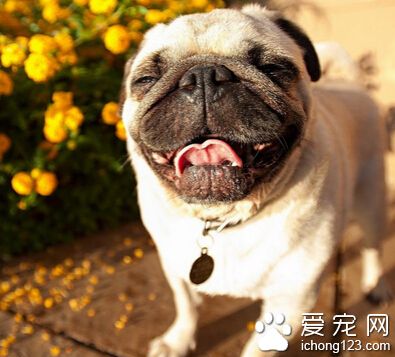 皮肤病传染 狗狗皮肤病传染性也是非常大的