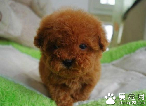 宠物狗的价格 一般宠物狗的价格不高