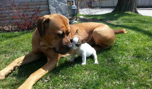 斗牛犬打架 斗牛犬拥有很强的撕咬能力