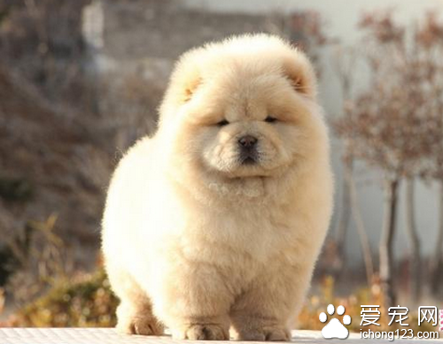 松狮好养吗  取决你你是否了解它的习性