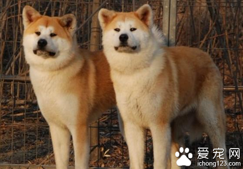 美系秋田怎么养   很适合在家庭中饲养它