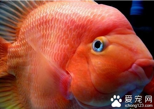 鹦鹉鱼怎么养  鹦鹉鱼饲养起来难度不高