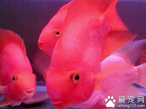 鹦鹉鱼变白 鹦鹉鱼变白的几大主要症状