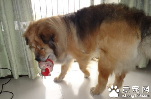 高加索牧羊犬价格 不同地区狗狗的价格不同