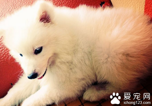 细小怎么治 得了细小要马上送去医院治疗