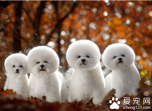 比熊犬好养吗 说难不难说简单也不简单