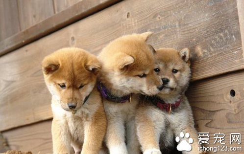 柴犬怎么饲养 主要是不要吃动物的肝脏