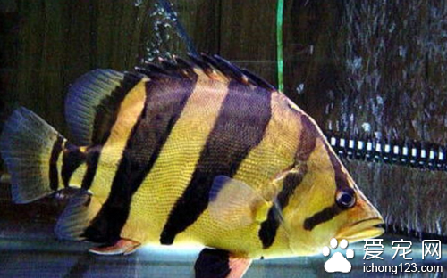 泰国虎鱼怎么养 饲养时要多注意以下几点