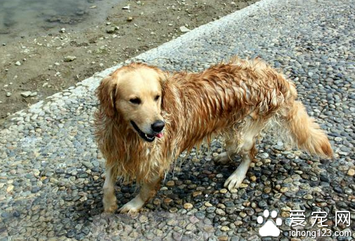 怎样训狗  训练狗狗时要注意以下几点