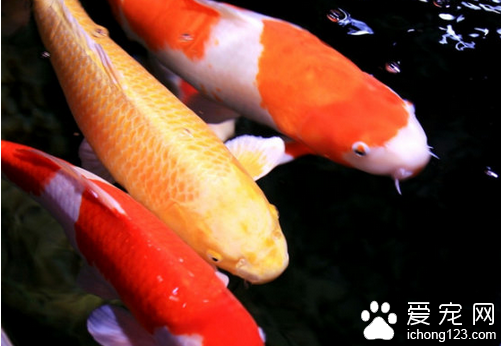 锦鲤的怎么养 带你了解锦鲤的生活习性