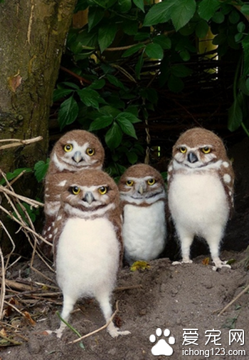 4只…无法用语言表达猫头鹰