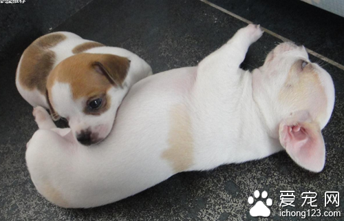 分别鹿犬和吉娃娃 鹿犬的耳朵立的位置更上