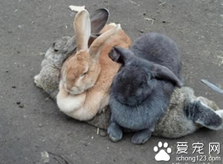 借一下你的肥肉给我垫垫O(∩_∩)O