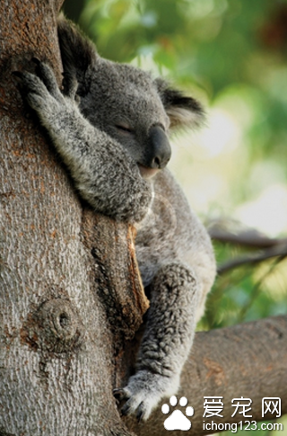树袋熊树上睡觉