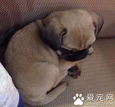 狗狗打喷嚏 可能是闻到了有刺激性的食物