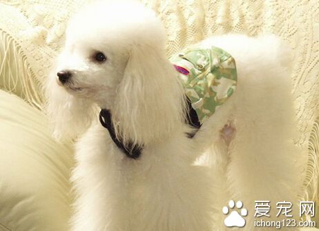 贵宾犬的价格 普通的约2000至4000左右