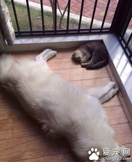 这个睡姿简直完美的诠释了什么叫“被你承包了”