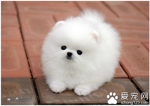 英系博美价格 教你选购英系博美