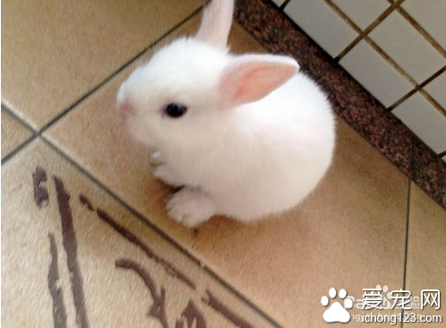 如何饲养宠物兔 教你如何饲养宠物兔