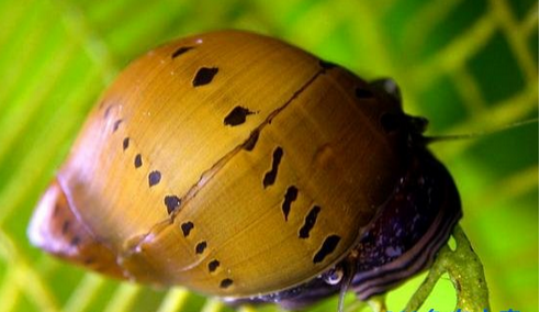 观赏螺种类 饲养是一定要多注意下水温