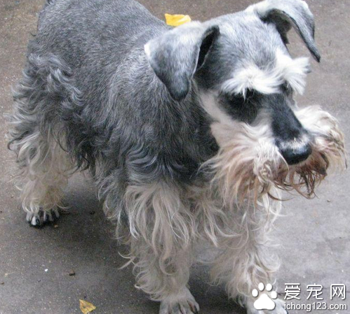 狗身上的蜱虫  治疗狗狗蜱虫几个注意事项