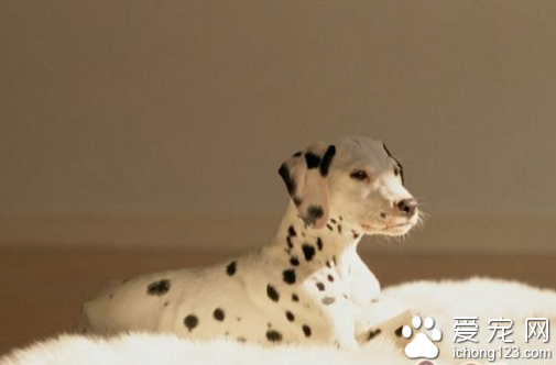 狗瘟症状 发烧食欲下降等是它主要的症状