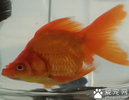 养金鱼多久换一次水 不要把水一下子放光