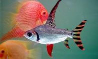 飞凤鱼怎么养 饲养飞凤鱼的几个注意事项