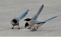 喜鹊吃什么  喜鹊的生活习性和饮食健康